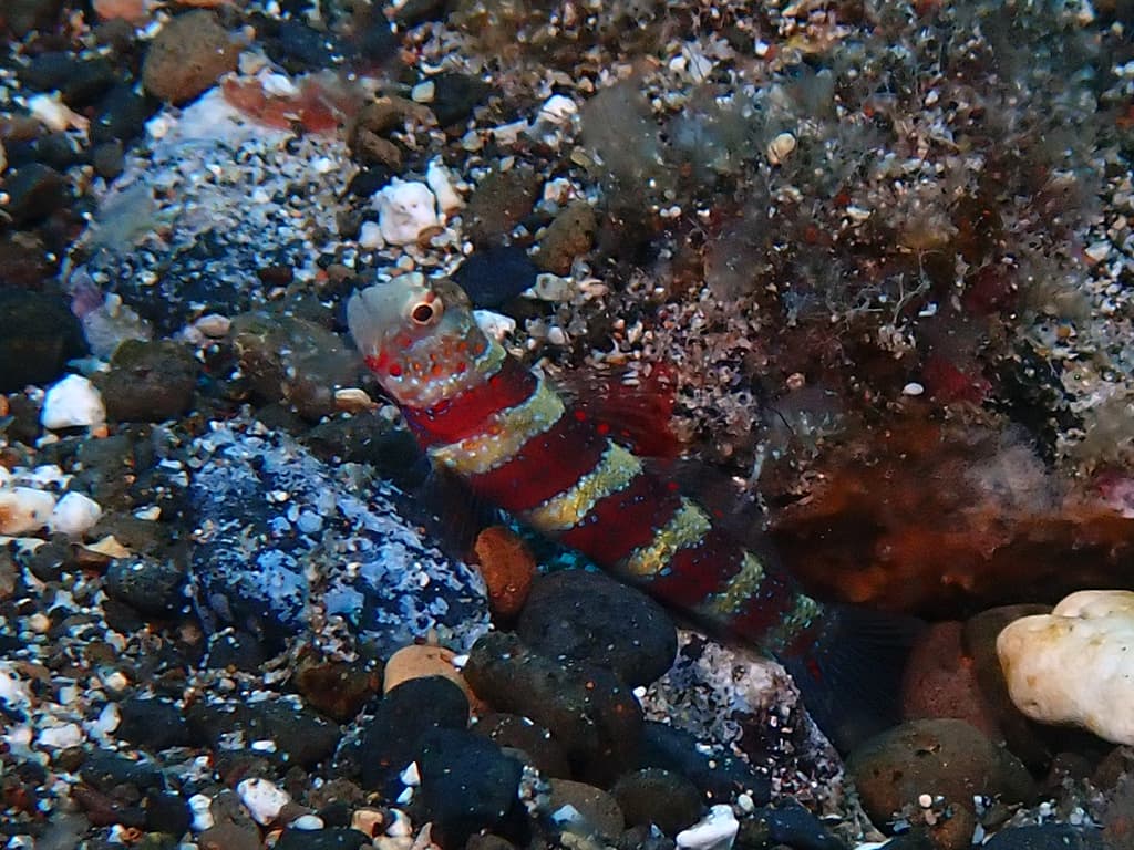 Wheeler's Goby in a marine aquarium