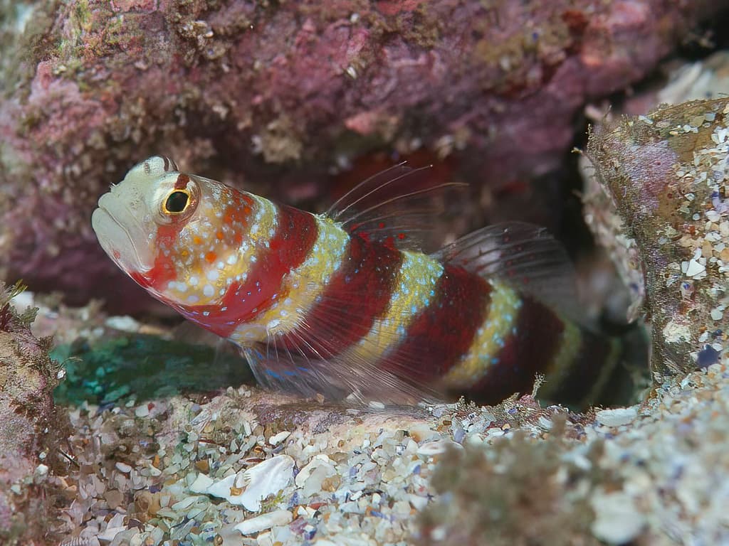 Wheeler's Goby in a marine aquarium