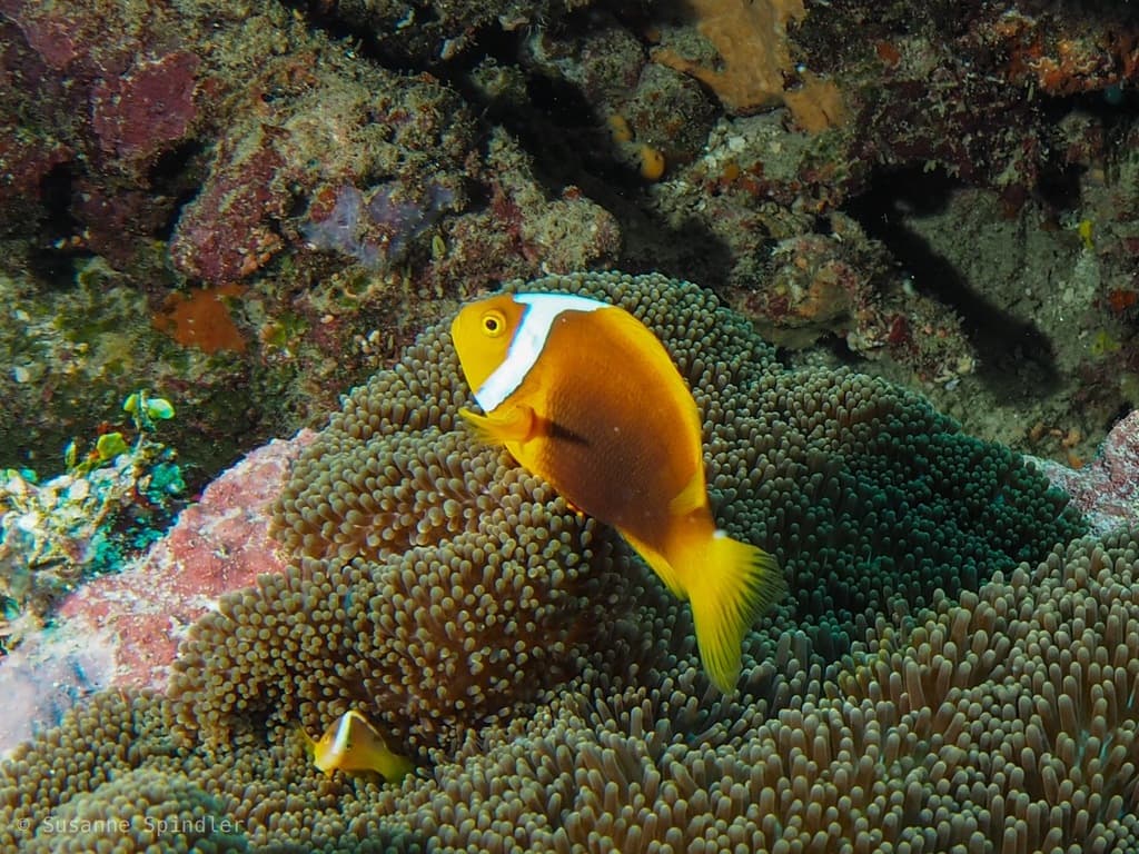 White Bonnet Clownfish in a marine aquarium