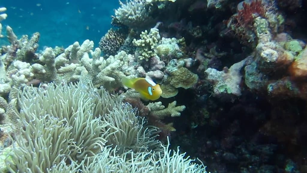White Bonnet Clownfish in a marine aquarium