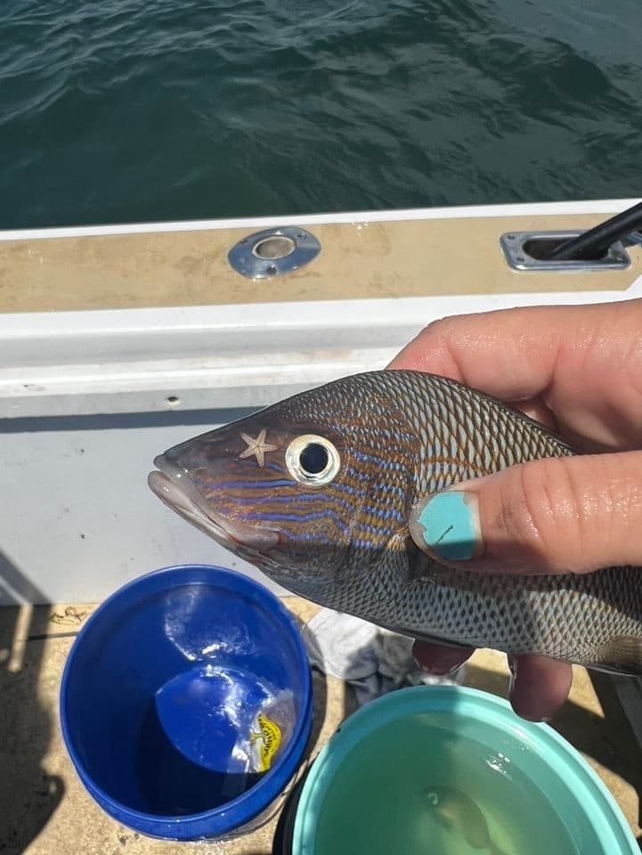 White Grunt in a marine aquarium