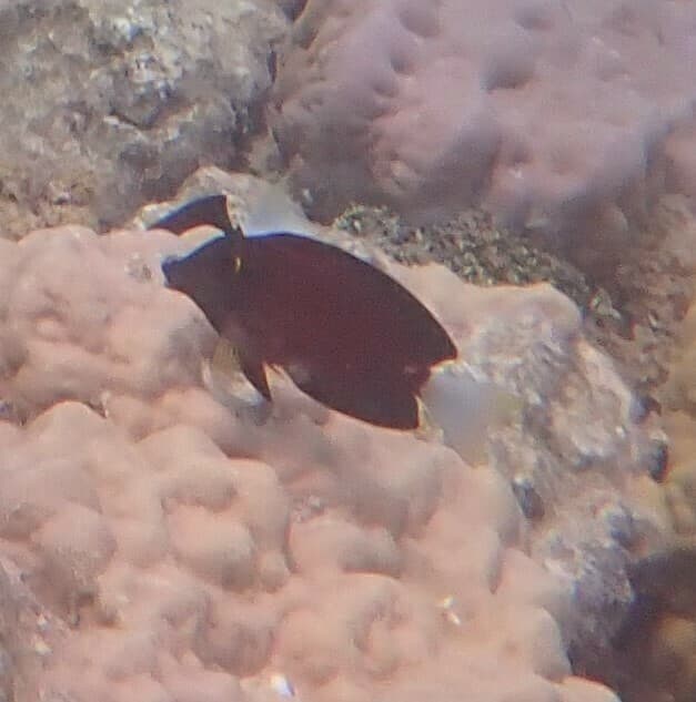 White-Tail Bristletooth Tang in a marine aquarium