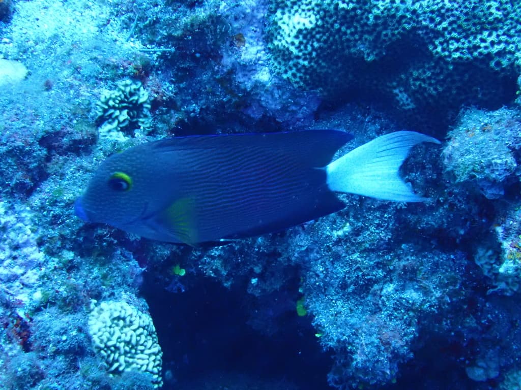 White-Tail Bristletooth Tang in a marine aquarium