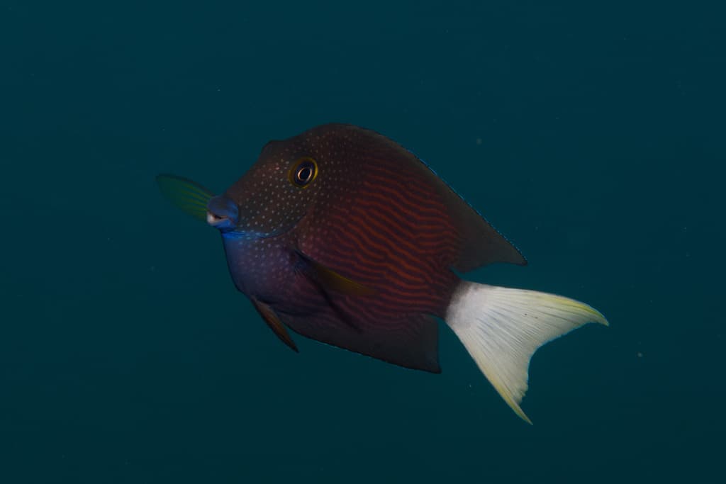 White-Tail Bristletooth Tang in a marine aquarium