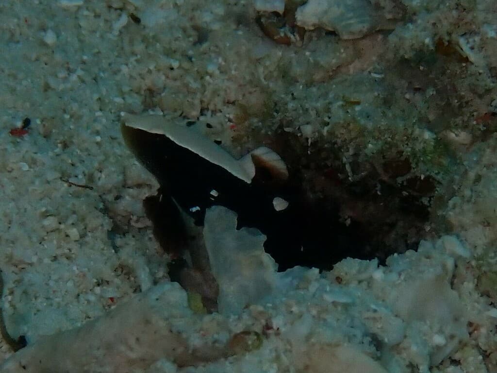 Whitecap Goby in a marine aquarium
