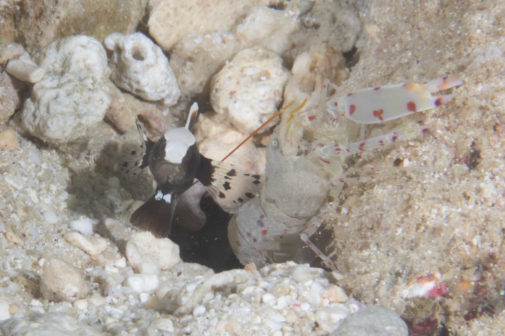 Whitecap Goby in a marine aquarium