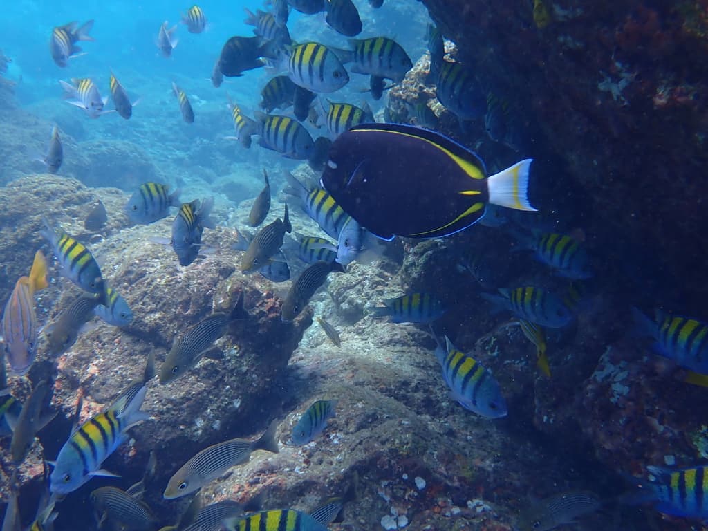 Whitecheek Tang in a marine aquarium