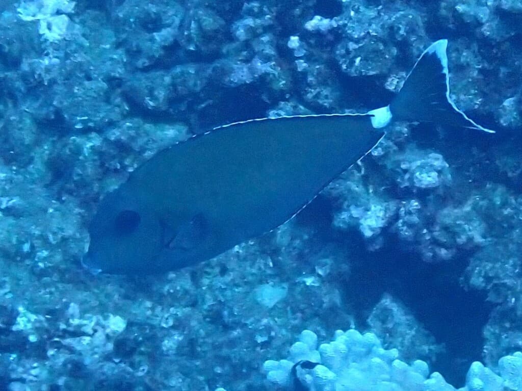 Whitemargin Unicornfish in a marine aquarium