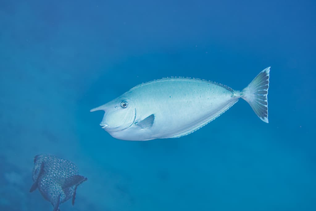 Whitemargin Unicornfish in a marine aquarium