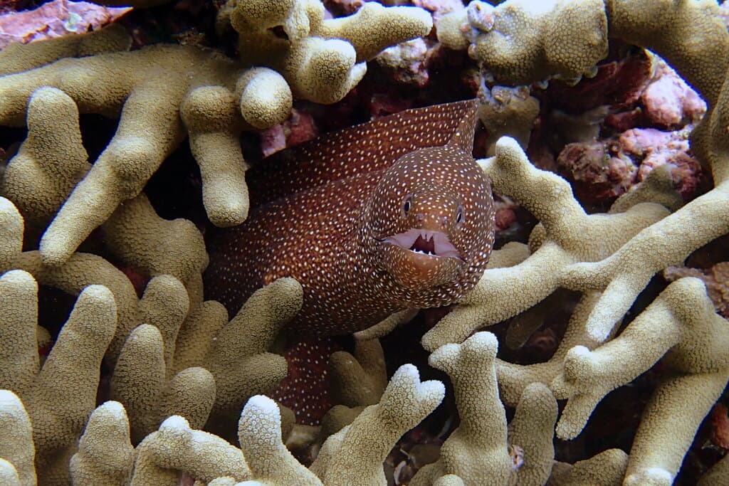 Whitemouth Moray Eel in a marine aquarium
