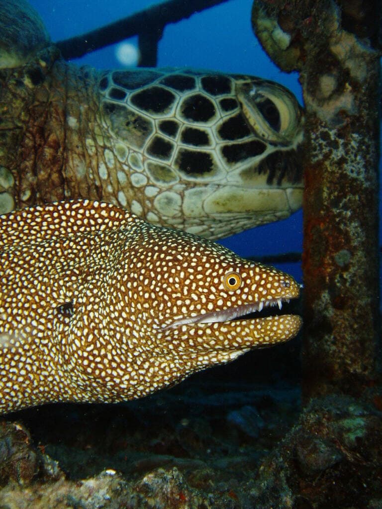 Whitemouth Moray Eel in a marine aquarium