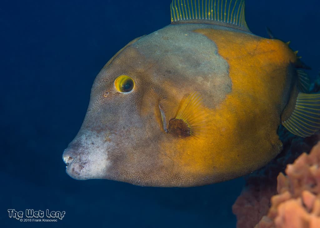 Whitespotted Filefish in a marine aquarium
