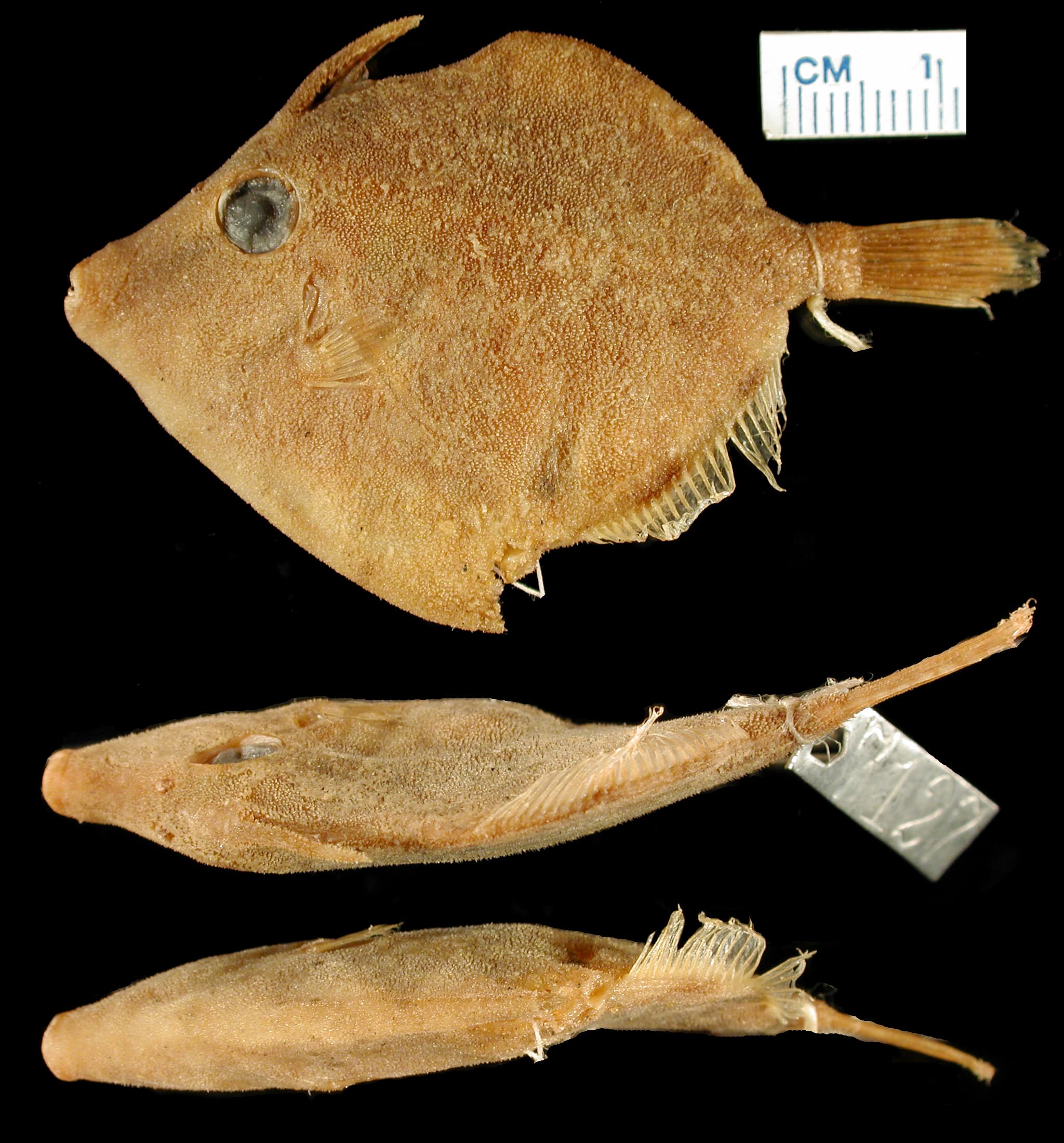 Whitespotted Pygmy Filefish in a marine aquarium