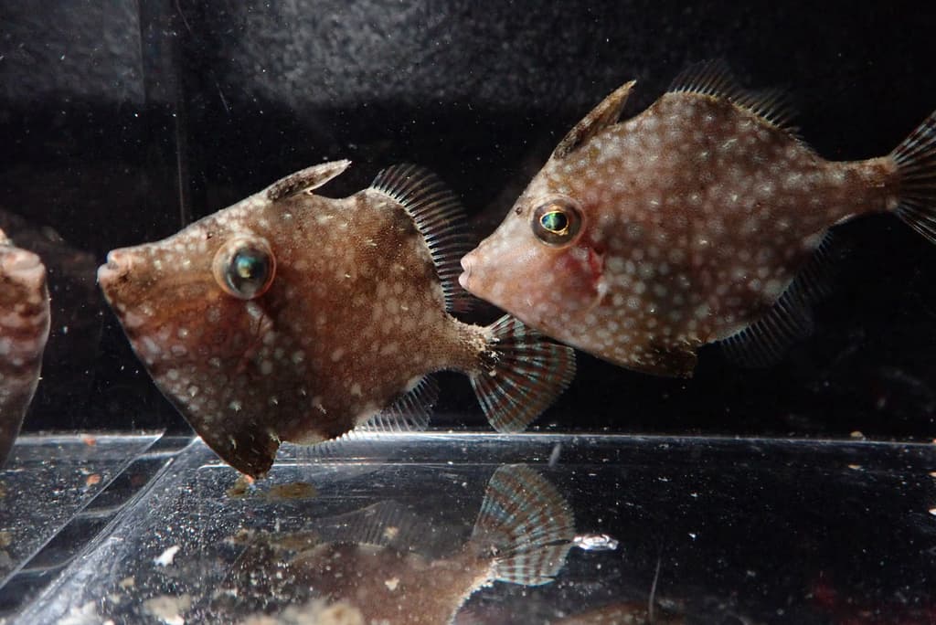 Whitespotted Pygmy Filefish in a marine aquarium