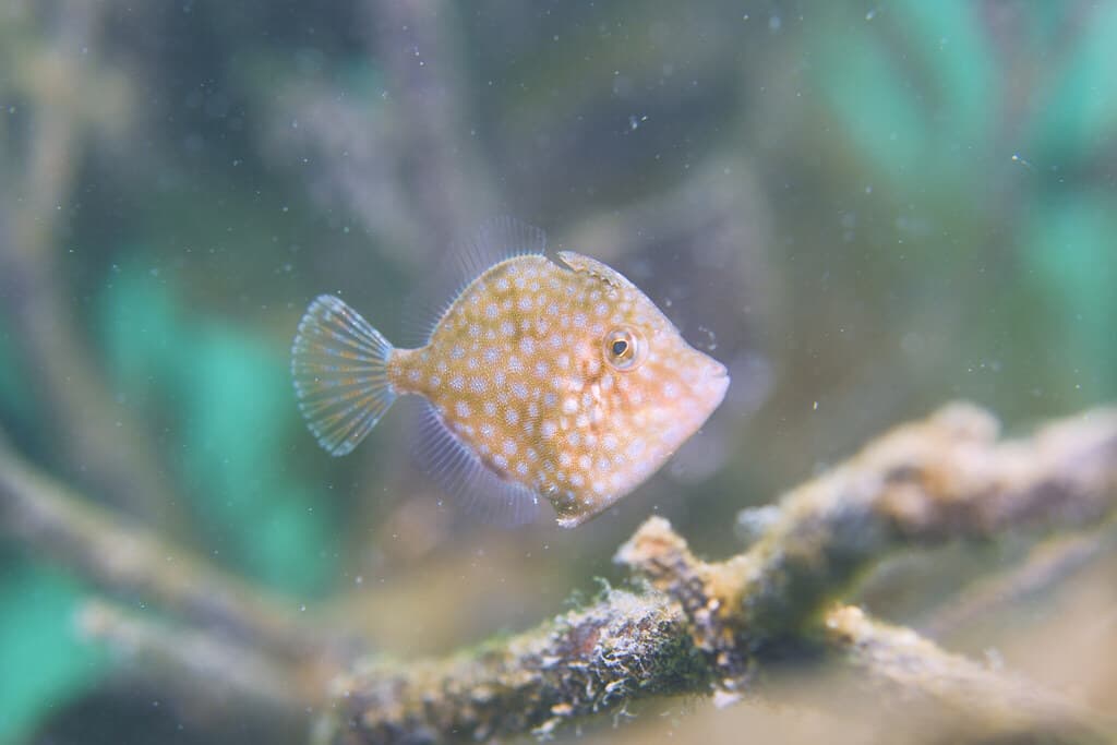 Whitespotted Pygmy Filefish in a marine aquarium