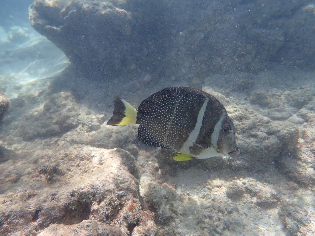 Whitespotted Surgeonfish in a marine aquarium