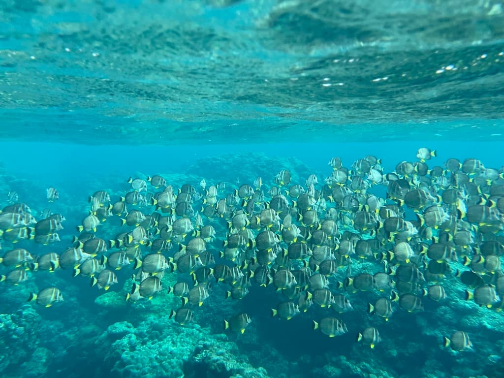 Whitespotted Surgeonfish in a marine aquarium