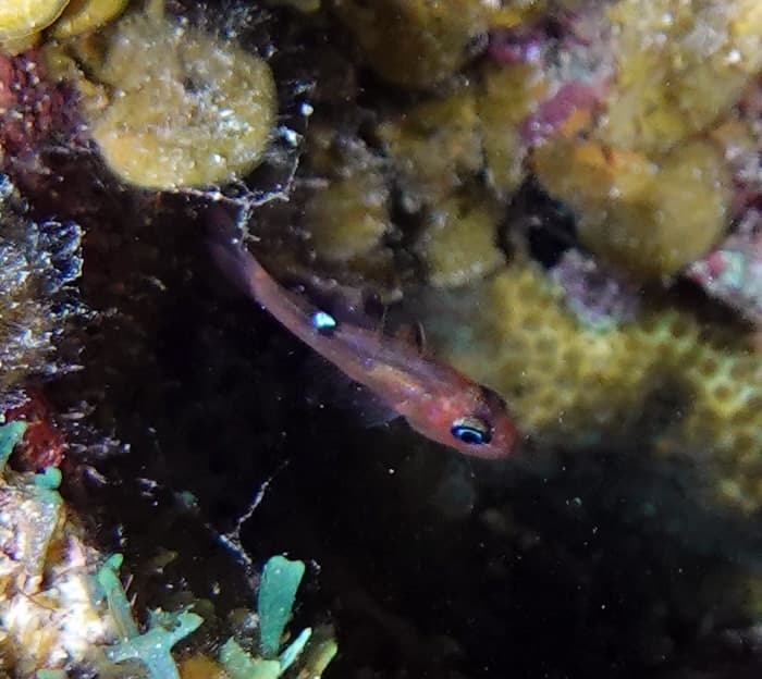 Whitestar Cardinalfish in a marine aquarium