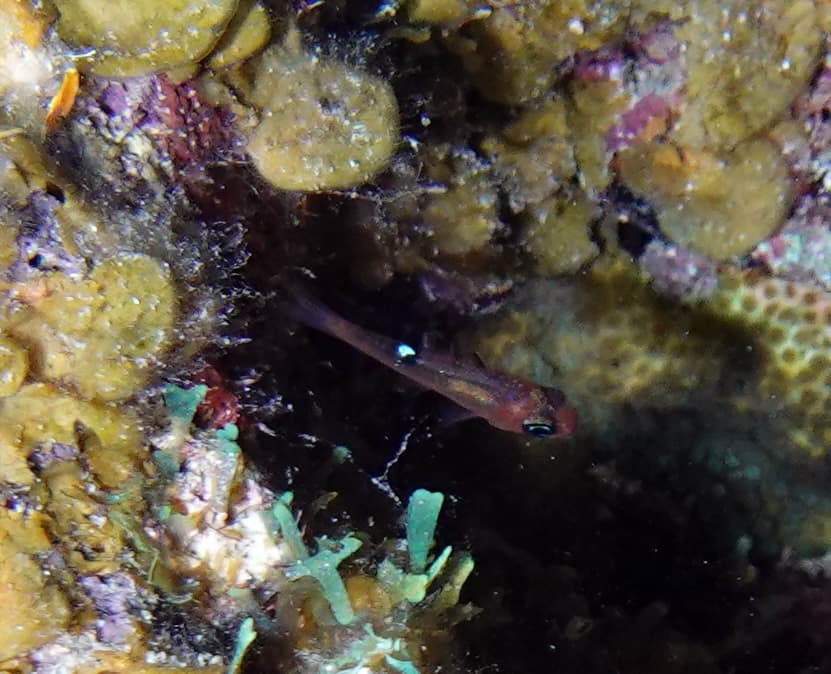 Whitestar Cardinalfish in a marine aquarium