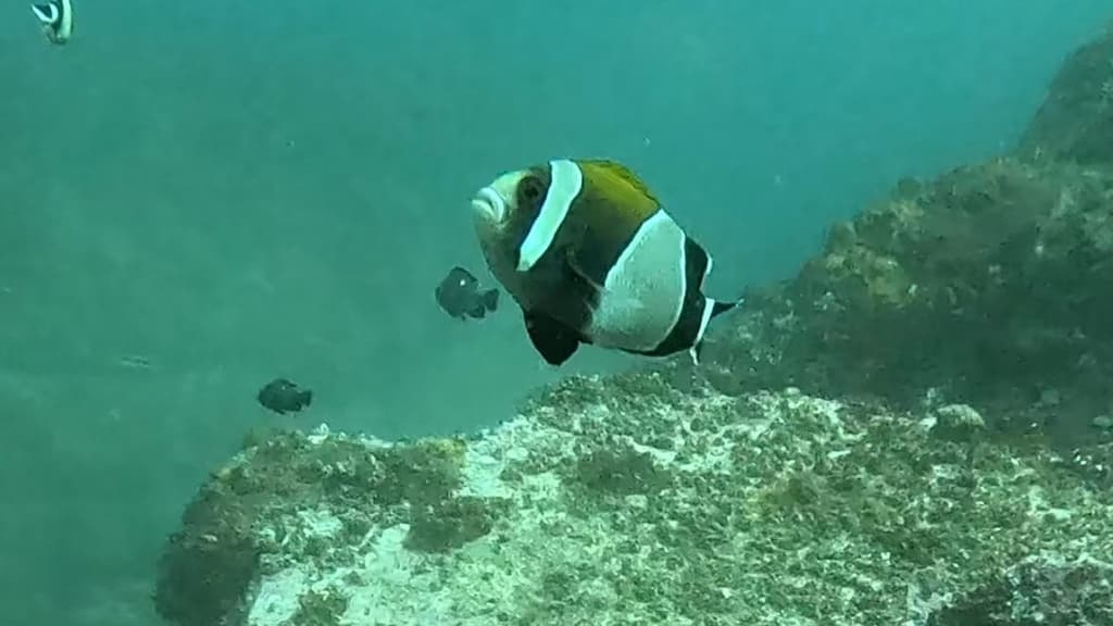Wide-band Clownfish in a marine aquarium