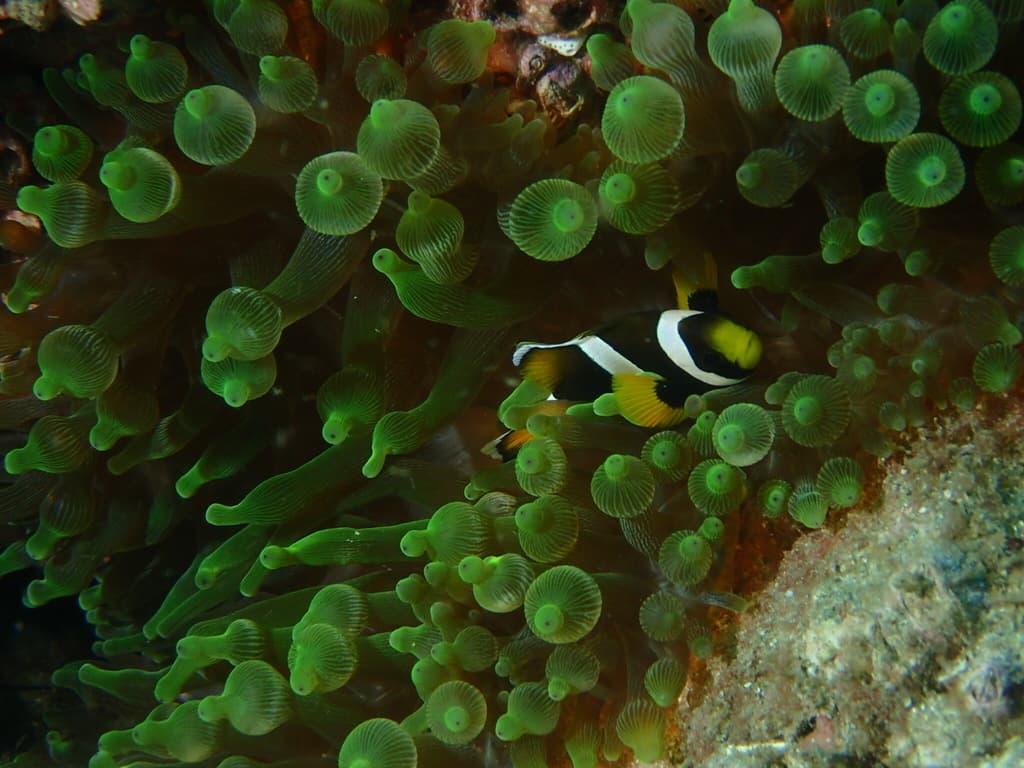 Wide-band Clownfish in a marine aquarium