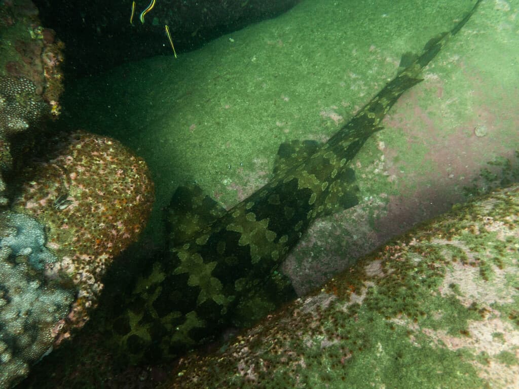 Spotted Wobbegong Shark in a marine aquarium
