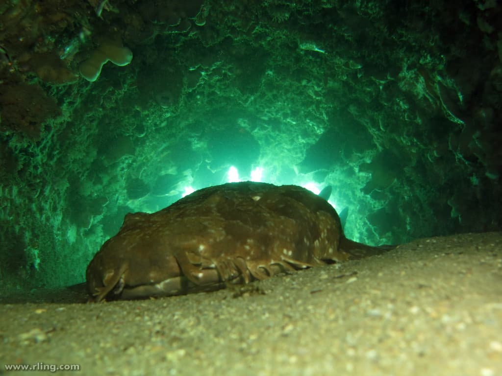 Spotted Wobbegong Shark in a marine aquarium