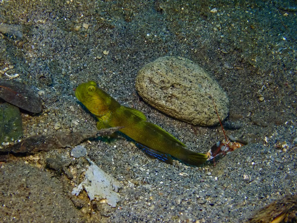 Y-Bar Watchman Goby in a marine aquarium