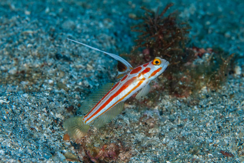 Yasha Goby with red and white markings