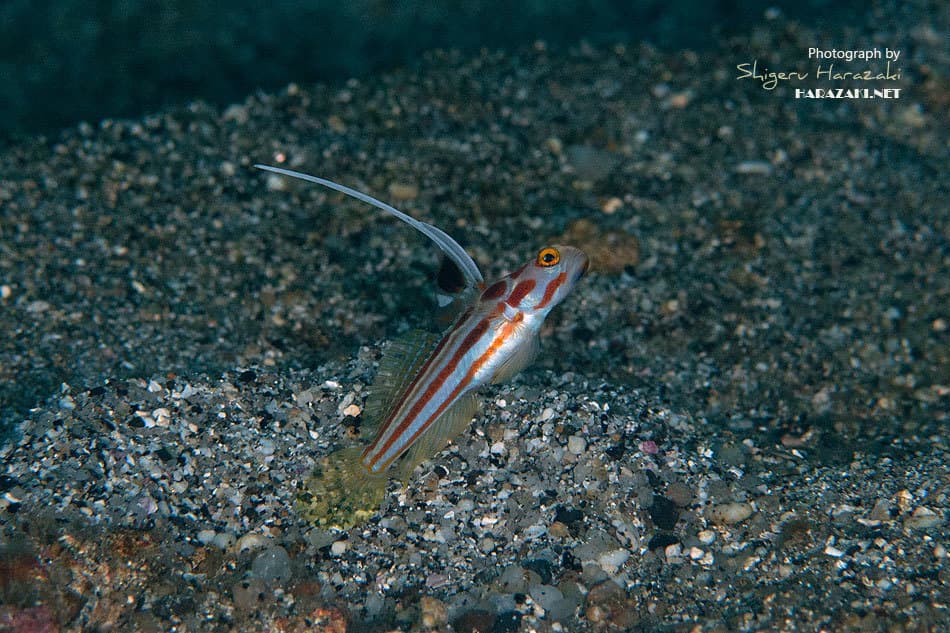 Yasha Goby near burrow