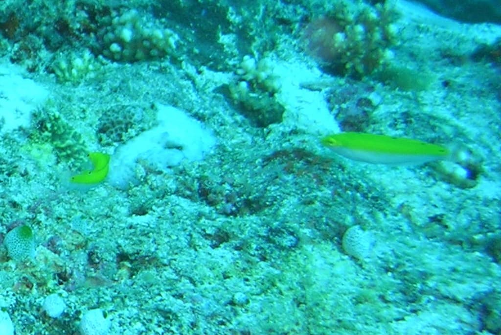Yellow and Purple Wrasse in a marine aquarium