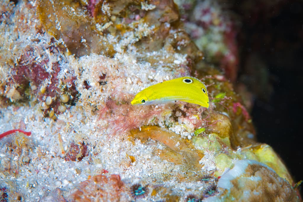 Yellow and Purple Wrasse in a marine aquarium