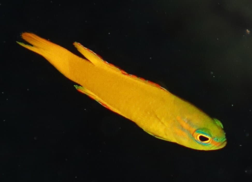 Yellow Assessor in a marine aquarium