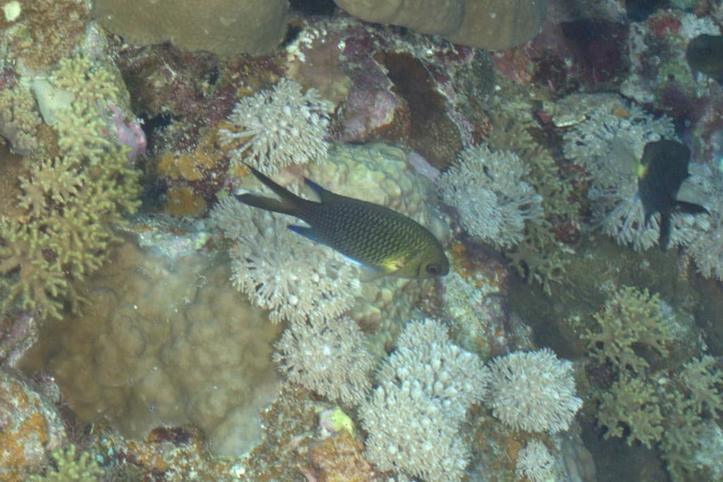 Yellow-Axil Chromis in a marine aquarium