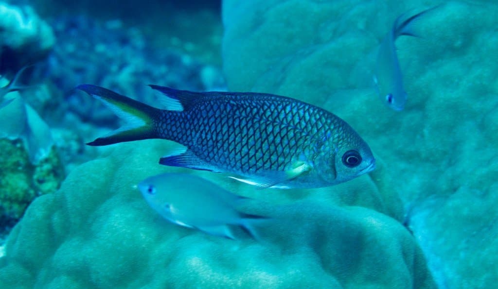 Yellow-Axil Chromis in a marine aquarium