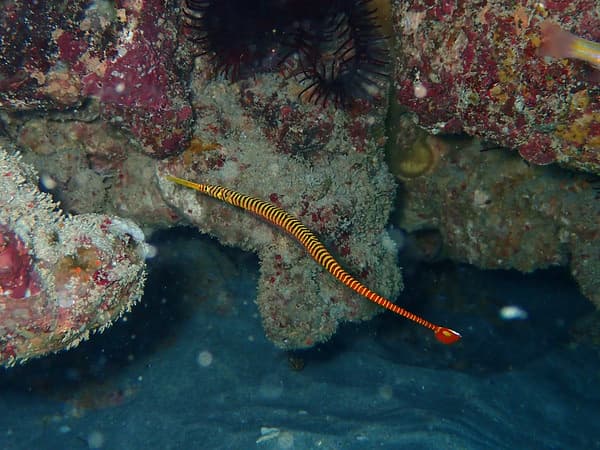 Yellow-banded Pipefish in a marine aquarium