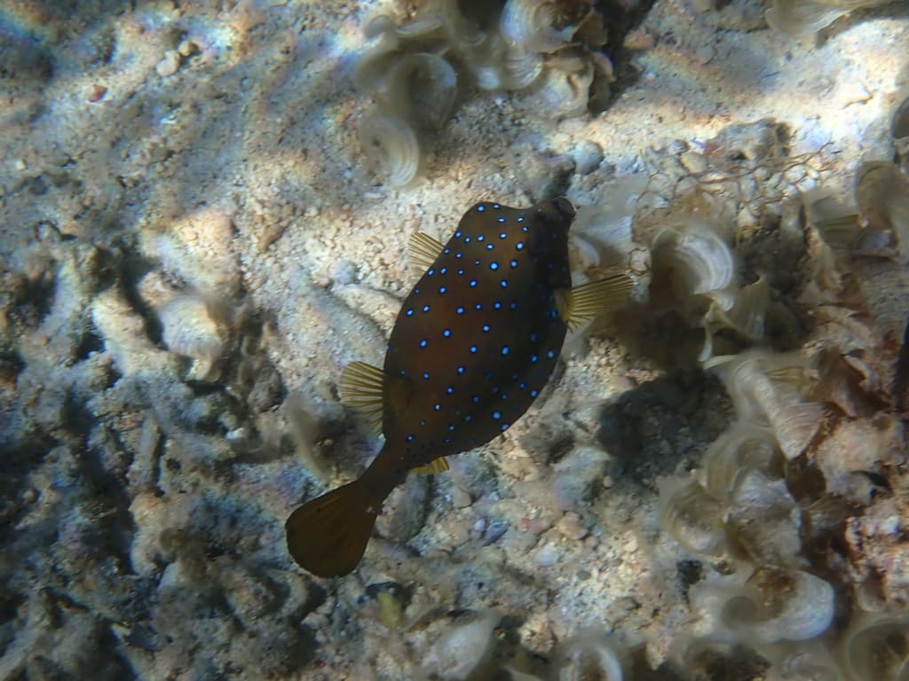 Yellow Boxfish in a marine aquarium