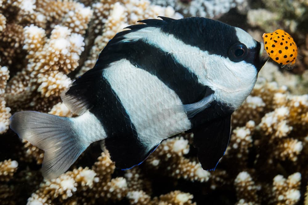 Yellow Boxfish in a marine aquarium