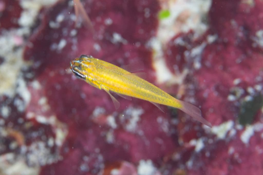 Yellow Cardinalfish in a marine aquarium