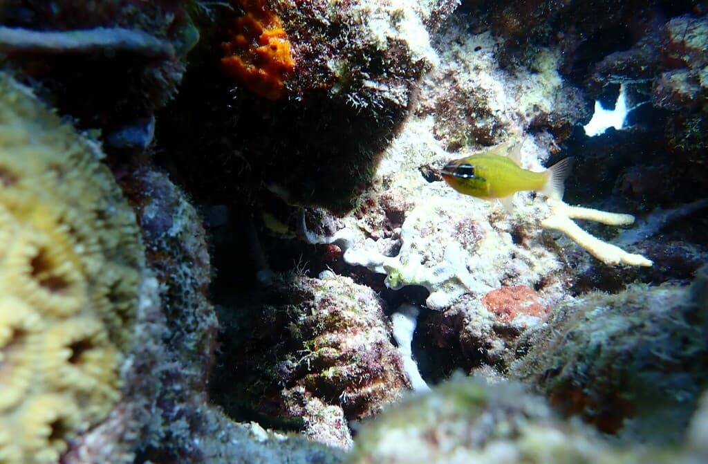 Yellow Cardinalfish in a marine aquarium