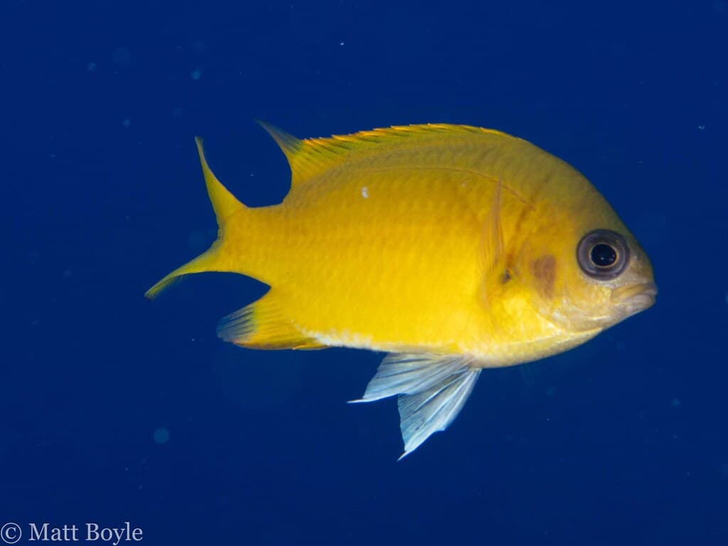 Yellow Chromis in a marine aquarium