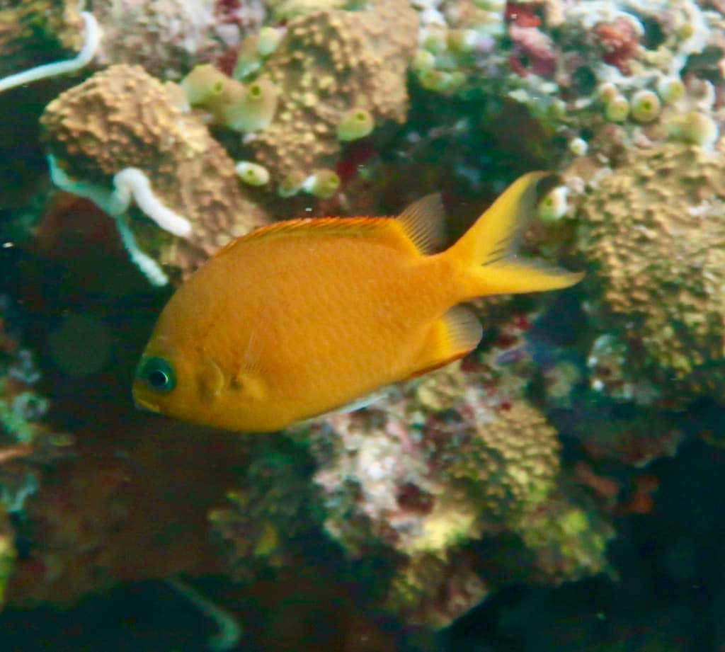 Yellow Chromis in a marine aquarium