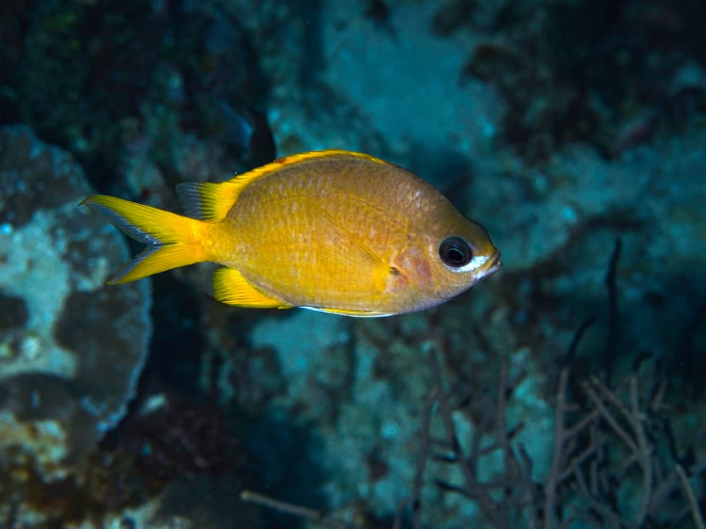 Yellow Chromis in a marine aquarium