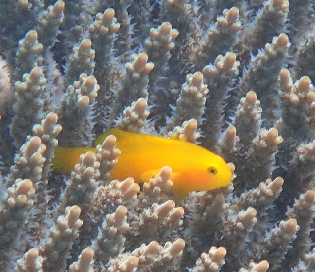 Yellow Clown Goby in a marine aquarium