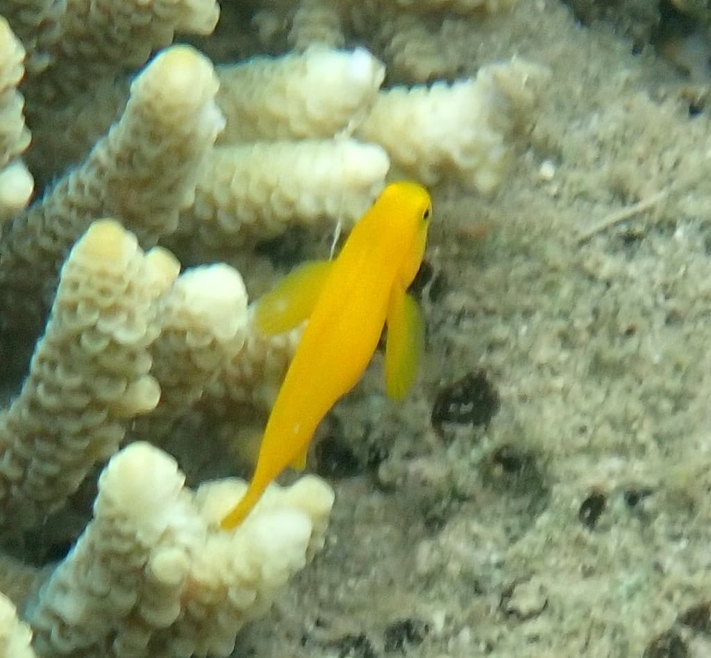 Yellow Clown Goby in a marine aquarium