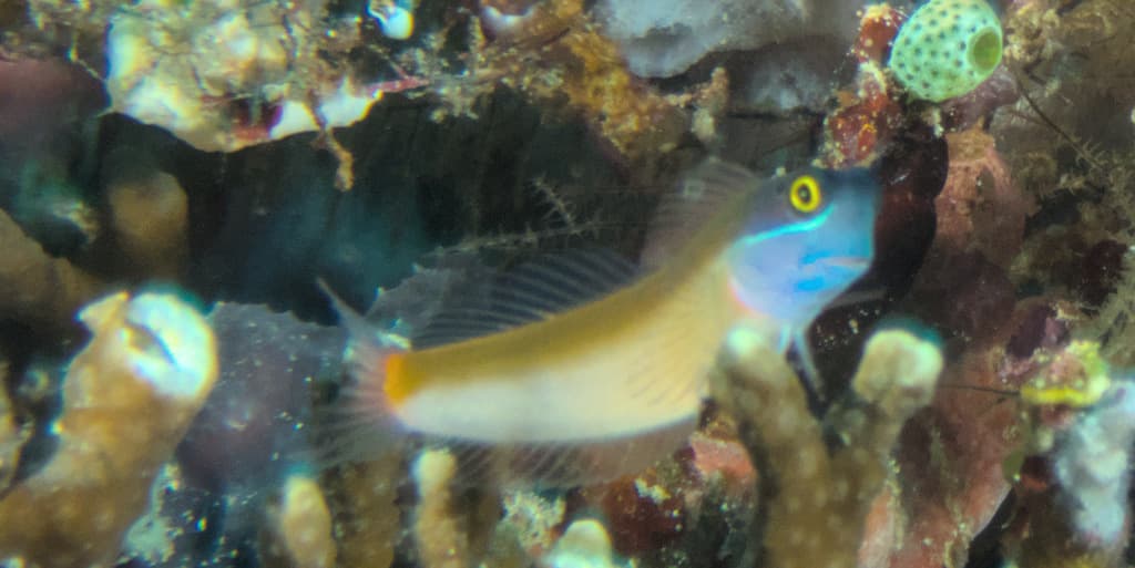 Yellow Coris Blenny in a marine aquarium