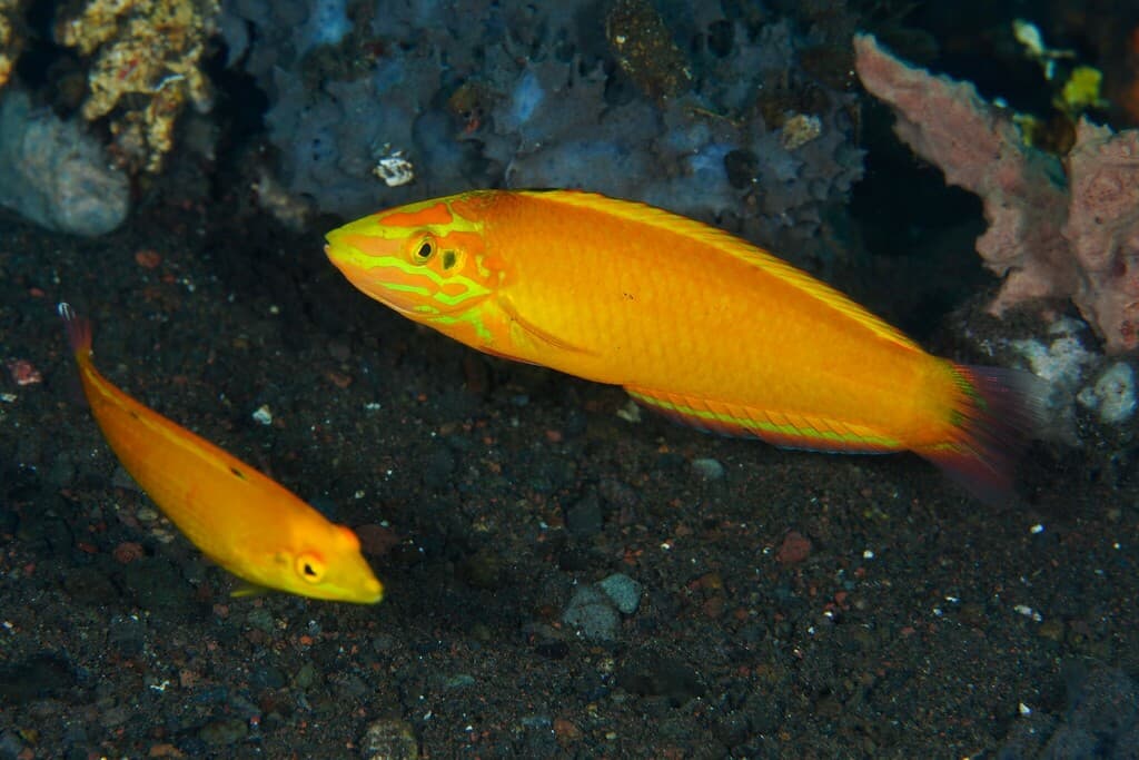 Yellow Coris Wrasse in reef setting