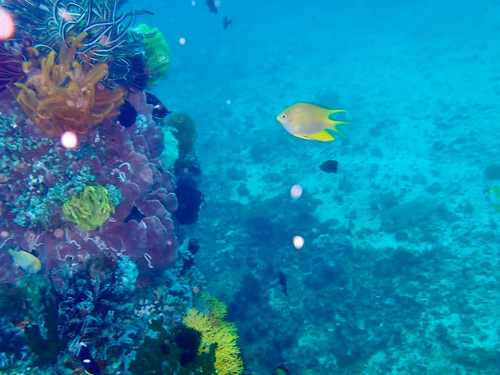 Yellow Damsel in a marine aquarium