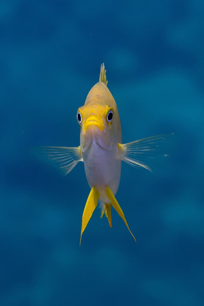 Yellow Damsel in a marine aquarium