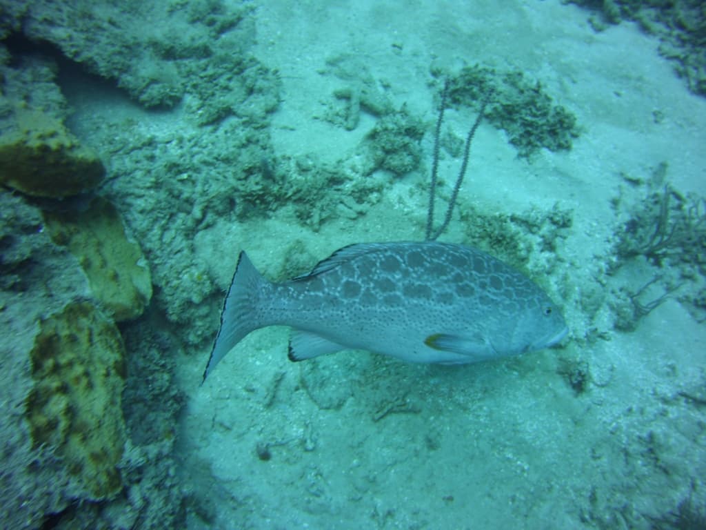 Yellow-Fin Grouper in a marine aquarium
